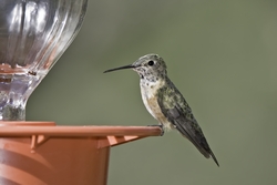 Broad-tailed Hummingbird