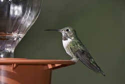Broad-tailed Hummingbird