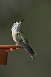 Broad-tailed Hummingbird