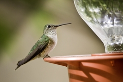 Broad-tailed Hummingbird