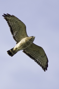 Broad-winged Hawk