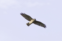 Broad-winged Hawk
