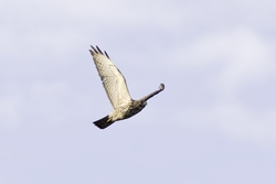 Broad-winged Hawk