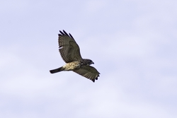 Broad-winged Hawk