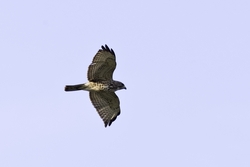Broad-winged Hawk
