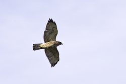 Broad-winged Hawk