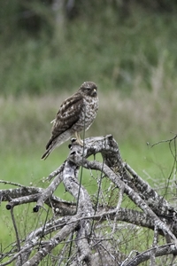 Broad-winged Hawk