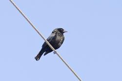 Bronzed Cowbird