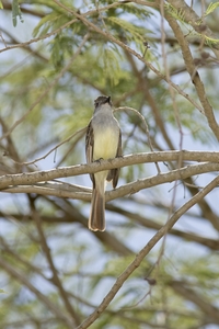 Brown-crested Flycatcher