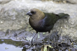 Brown-headed Cowbird