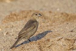 Brown-headed Cowbird