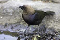 Brown-headed Cowbird