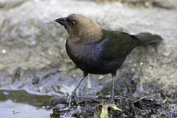 Brown-headed Cowbird