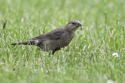 Brown-headed Cowbird