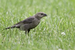 Brown-headed Cowbird