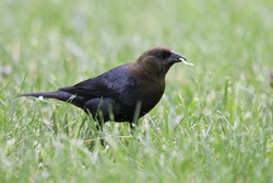 Brown-headed Cowbird
