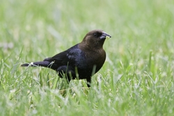 Brown-headed Cowbird