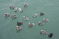 Brown Pelican