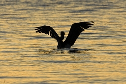 Brown Pelican