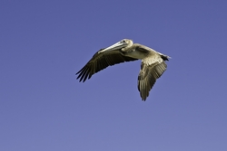 Brown Pelican