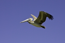 Brown Pelican