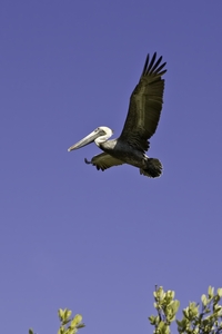 Brown Pelican