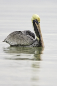 Brown Pelican