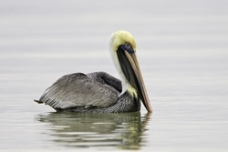 Brown Pelican