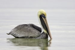 Brown Pelican
