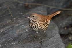 Brown Thrasher