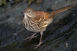 Brown Thrasher