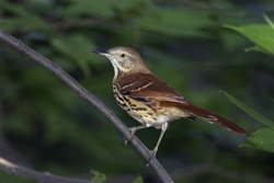 Brown Thrasher