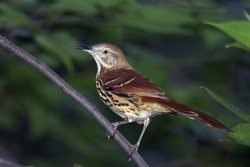 Brown Thrasher