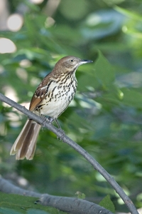 Brown Thrasher