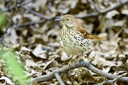 Brown Thrasher