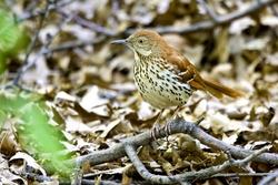 Brown Thrasher