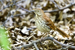 Brown Thrasher