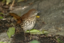 Brown Thrasher