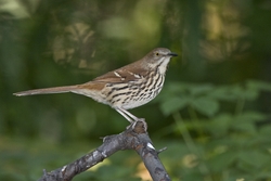 Brown Thrasher