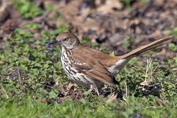 Brown Thrasher