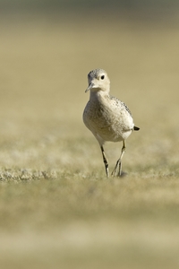 Buff-breasted Sandpiper