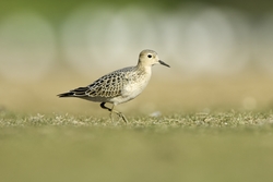 Buff-breasted Sandpiper
