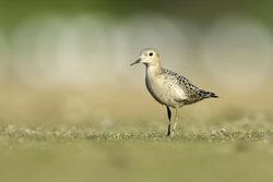 Buff-breasted Sandpiper