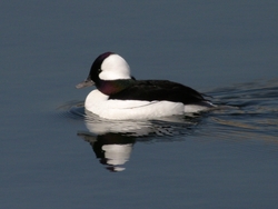 Bufflehead