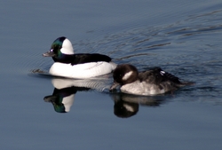 Bufflehead