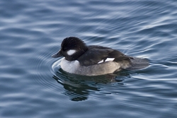 Bufflehead
