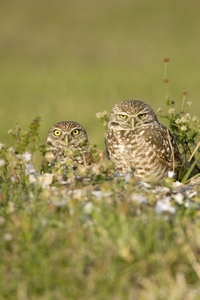 Burrowing Owl