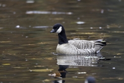 Cackling Goose