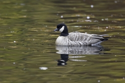 Cackling Goose
