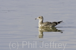 California Gull